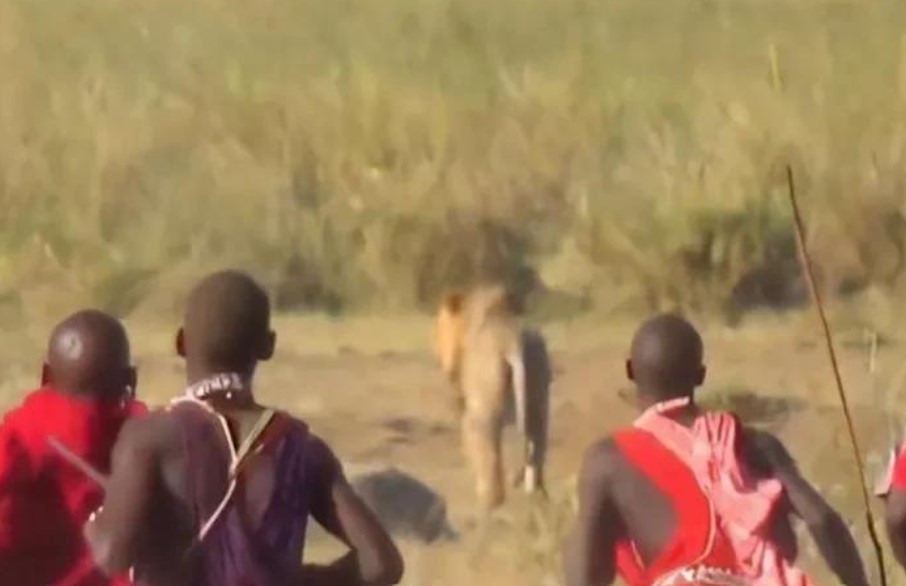 Cầm khiên và giáo vào đồng cỏ, ép sư tử chiến đấu rồi đoạt mạng