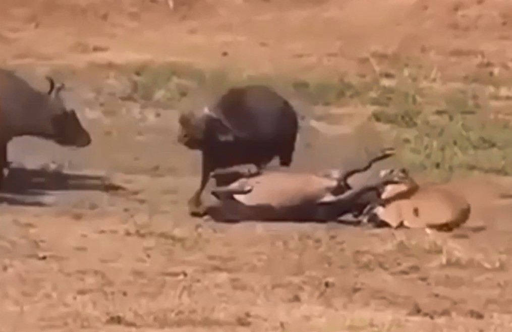Clip: Trâu rừng hợp sức giải cứu đồng loại khỏi hàm sư tử