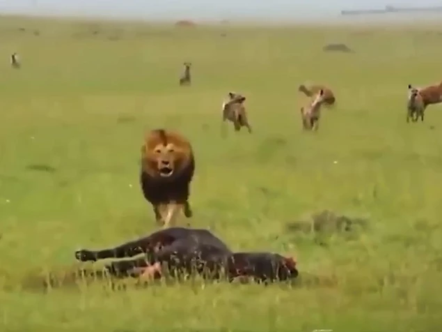 Clip: Bị đàn linh cẩu cướp mồi, sư tử nổi điên truy sát kinh hoàng