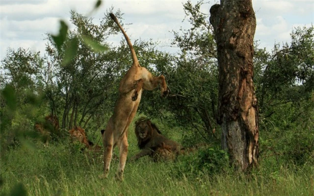 Do đó sư tử cái thường là loài săn mồi chính trong đàn.