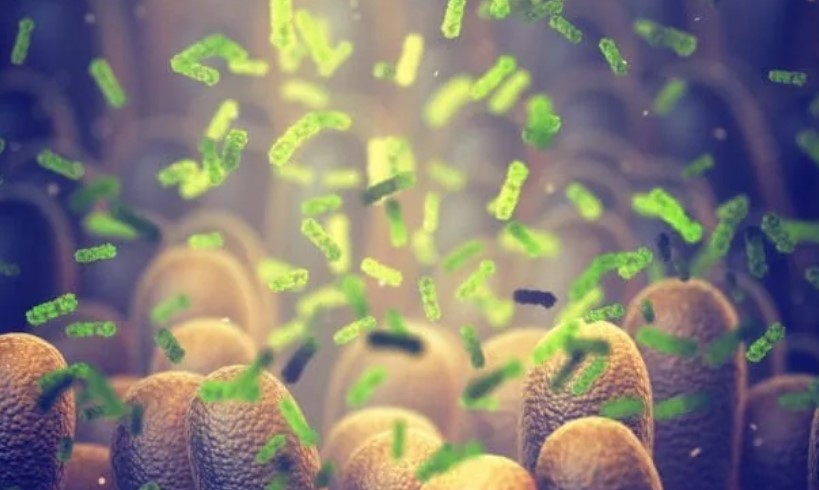 Trí tuệ nhân tạo phát hiện mối liên hệ giữa vi khuẩn đường ruột và bệnh Alzheimer