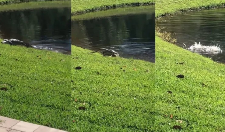 Clip: Tuyệt kỹ "vòng xoay tử thần", một quật hạ gục rắn khổng lồ của cá sấu mõm ngắn