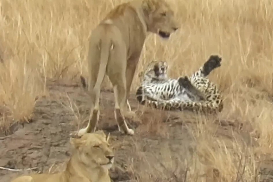 Clip: Báo hoa mai lọt vào "ổ mai phục" của bầy sư tử