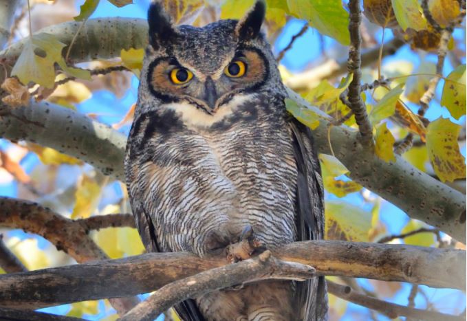 6 loài chim hung hãn và nguy hiểm nhất thế giới