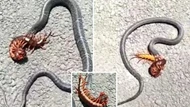Clip: Cuộc chiến sống còn của 2 thành viên trong "Ngũ độc": Rết cắn chết rắn khổng lồ