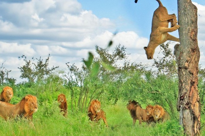 "Cô nàng" sư tử nóng bỏng bị 7 anh chàng sư tử đực theo đuổi phải nhảy lên cây chạy trốn