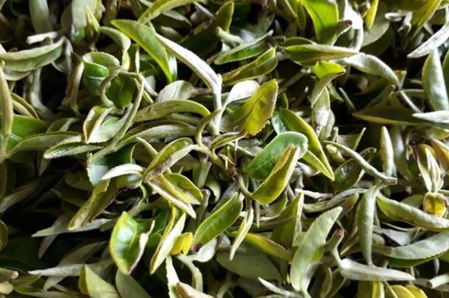 Kỳ lạ loại trà quý hiếm cứ bị bọ ăn là tăng giá gấp 13 lần, Việt Nam chỉ vài tỉnh trồng được