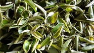 Kỳ lạ loại trà quý hiếm cứ bị bọ ăn là tăng giá gấp 13 lần, Việt Nam chỉ vài tỉnh trồng được