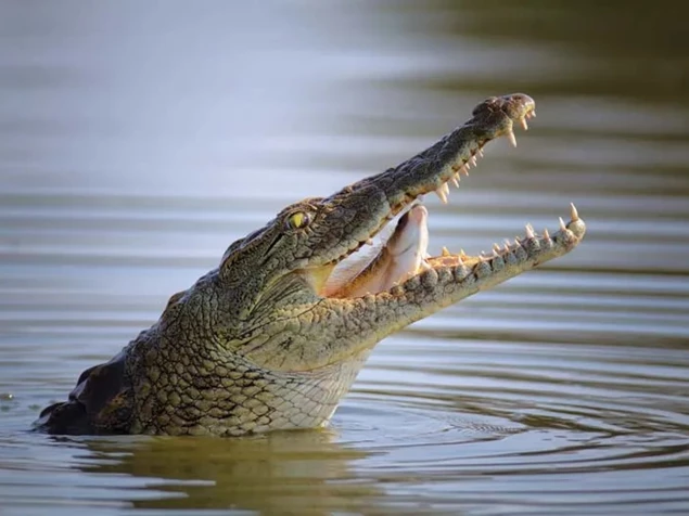 Vì sao cá sấu hiếm khi bị nhiễm trùng dù bị thương sau cuộc chiến với con mồi?