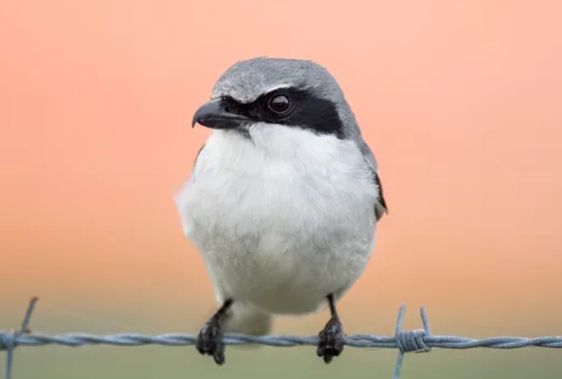 Loggerhead shrike: Loài chim 'đồ tể' tàn bạo xiên con mồi vào dây thép gai