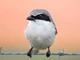 Loggerhead shrike: Loài chim 'đồ tể' tàn bạo xiên con mồi vào dây thép gai