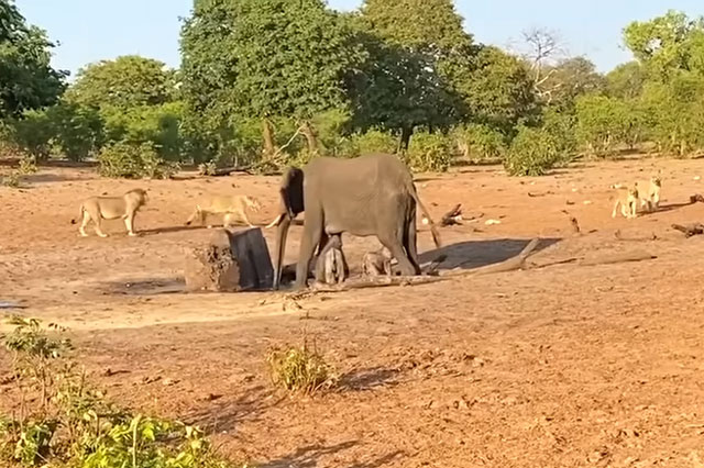 Clip: Voi mẹ bất lực trước chiến thuật "cắn, rỉa" khó chịu của đàn sư tử