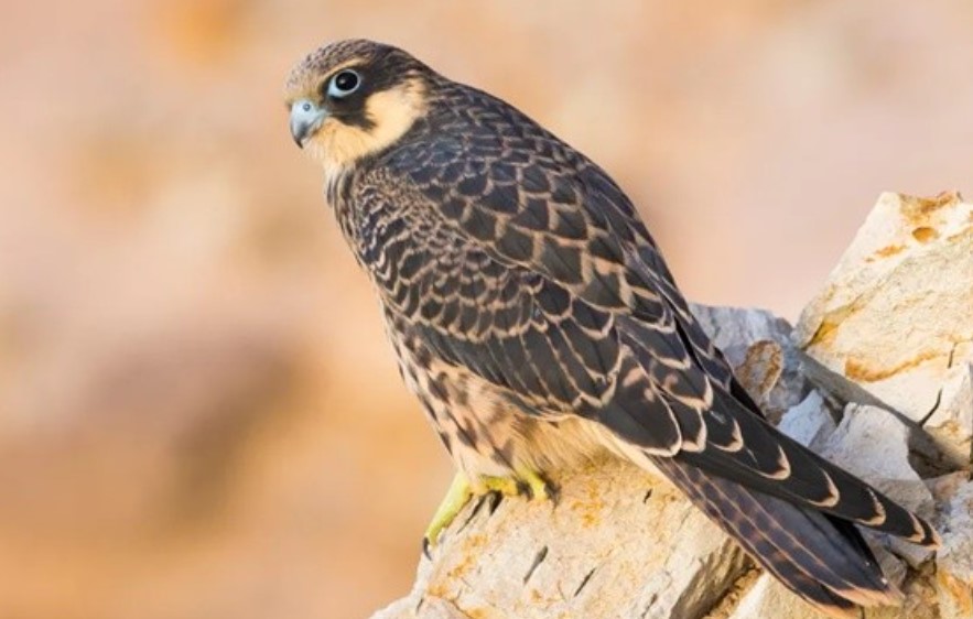 Loài chim ăn thịt bắt sống con mồi và nhốt vào 'nhà tù đá', 1 hành vi chưa từng thấy trước đây