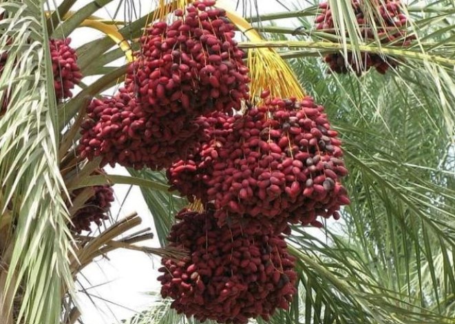 Loại quả này rất giống nho, có giá nửa triệu/kg nhưng luôn trong tình trạng cháy hàng, bán bao nhiêu cũng hết