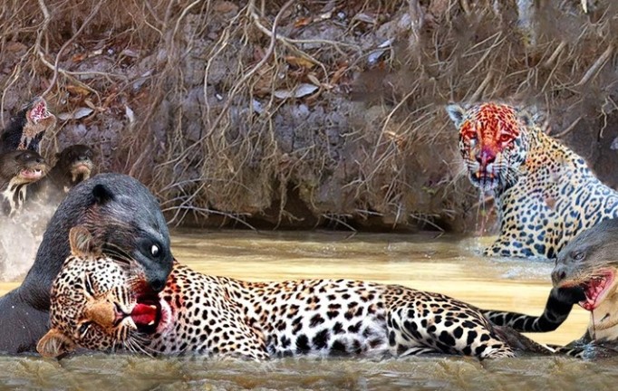 Clip: Tưởng dễ xơi, báo đốm bị rái cá khổng lồ "vả" cho không trượt phát nào