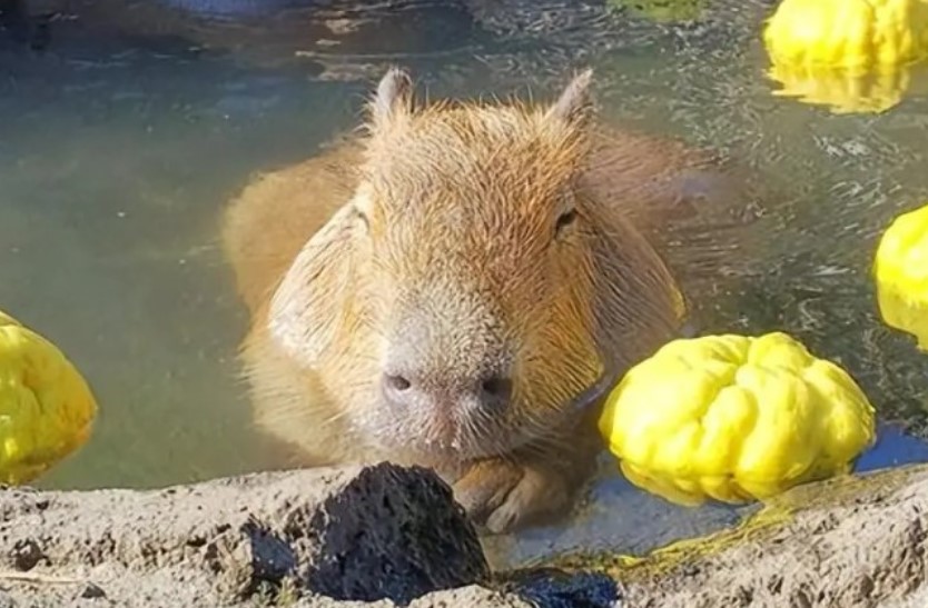 Loại động vật tự ăn phân của mình, ngay cả cá sấu cũng thèm thuồng