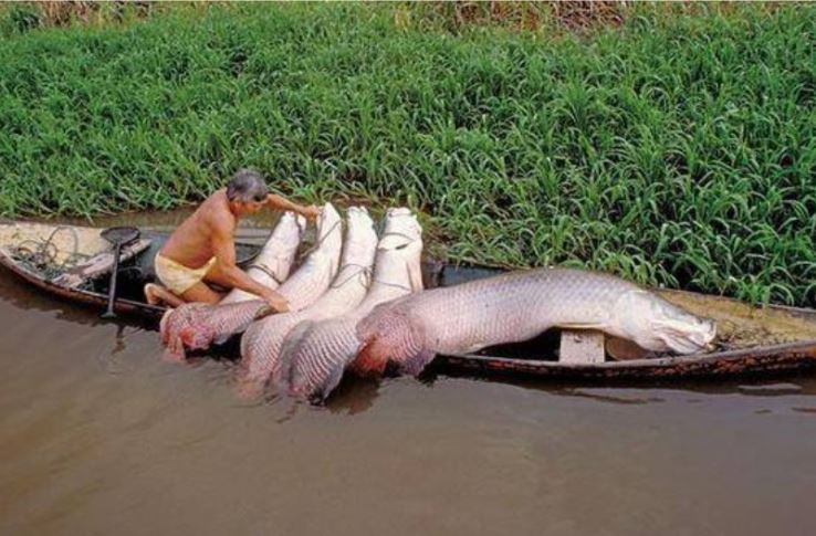 Loài cá ‘ngu ngốc’ nhất thế giới: Tự dâng mình cho con người, suýt bị tuyệt chủng vì thói quen này!