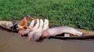 Loài cá ‘ngu ngốc’ nhất thế giới: Tự dâng mình cho con người, suýt bị tuyệt chủng vì thói quen này!