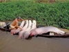 Loài cá ‘ngu ngốc’ nhất thế giới: Tự dâng mình cho con người, suýt bị tuyệt chủng vì thói quen này!