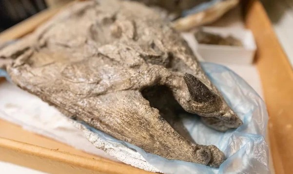 Lộ diện cá hồi quái vật dài 2,7 m, răng nanh như lợn lòi