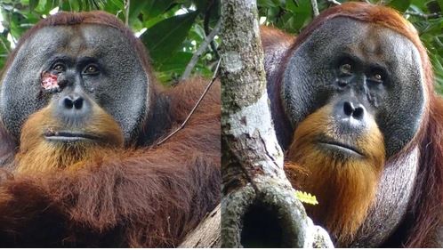 Đười ươi dùng lá cây chữa vết thương