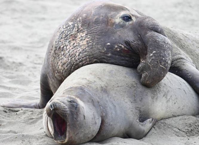 Bất ngờ với loài động vật có thời gian giao phối ngắn nhất, chỉ 1 giây!