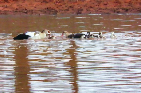 Clip: Bị phục kích bất ngờ, ngỗng Ai Cập hóa thân thành chiến binh dìm chết đối thủ