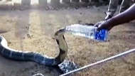 Clip: Độc lạ Ấn Độ, người đàn ông cho rắn hổ mang chúa uống nước bằng chai