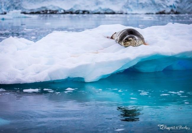 Sinh vật bí ẩn có 2 tay giống con người, dài 30m từng xuất hiện dưới đại dương ở Nam Cực thách đố các nhà khoa học