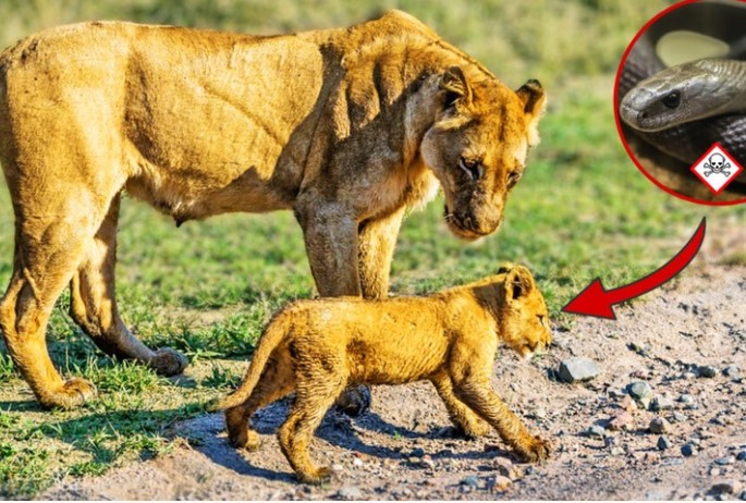 Clip: Thấy con bước đi cà nhắc, sư tử mẹ phát hoảng sau khi phát hiện ra sự thật đáng sợ