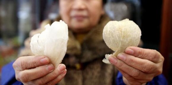 Phân biệt tổ yến xịn hay giả cứ nhìn điểm này, kinh nghiệm từ người nuôi yến