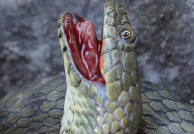 Rắn giả chết lên 1 tầm cao mới, 100 người thì 99 người tưởng chết thật