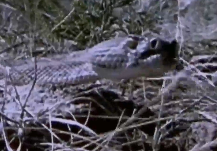 Vì sao rắn có thể tấn công con mồi chính xác trong bóng tối?