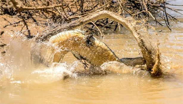 Mặc dù là kẻ chủ động tấn công, tuy nhiên con cá sấu vẫn gặp phải vô vàn khó khăn.