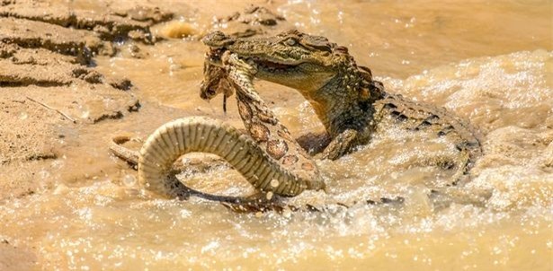 Những màn quăng quật, ăn miếng trả miếng lẫn nhau của hai con bò sát cực kỳ hấp dẫn.