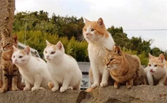 mèo, thanh đảo, nhật bản, đảo mèo