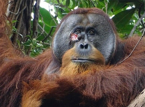 Con đười ươi nhai lá thuốc đắp lên vết thương để tự chữa lành ảnh 1