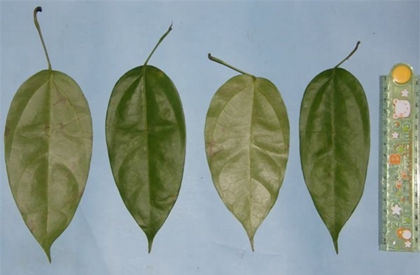 Con đười ươi nhai lá thuốc đắp lên vết thương để tự chữa lành ảnh 3