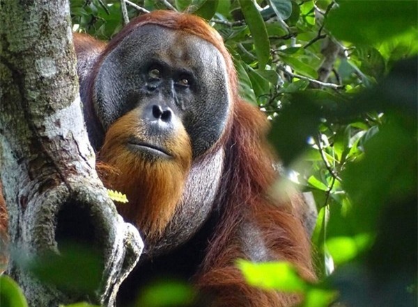 Con đười ươi nhai lá thuốc đắp lên vết thương để tự chữa lành ảnh 4