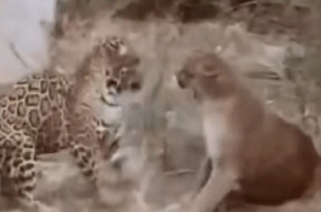 Clip: Báo đốm kịch chiến nảy lửa với báo sư tử, kẻ nào đã phải co giò bỏ chạy?