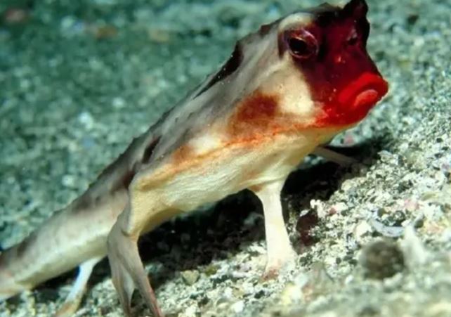 Mục sở thị loài cá có môi đỏ như tô son, không giỏi bơi lội mà đi bằng ‘4 chân’