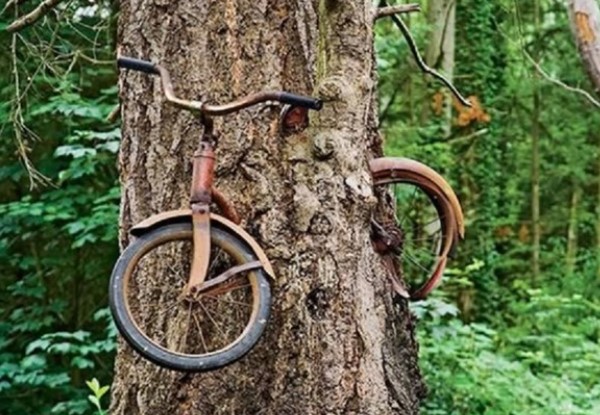 Những loài cây quái dị nhất thế giới