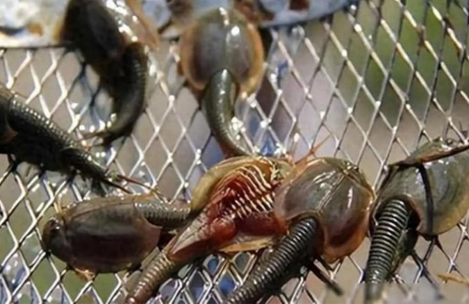 Một 'hóa thạch sống' sống sót qua 3 lần tuyệt chủng và tồn tại suốt 400 triệu năm, hiện được nông dân dùng làm thức ăn cho gà