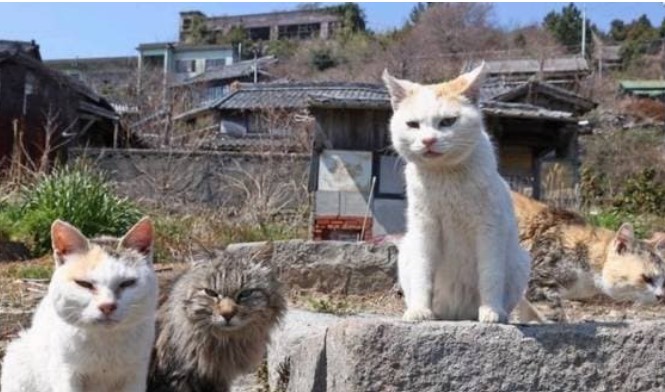 Có một hòn đảo ở Nhật Bản, nơi có hàng chục nghìn con mèo sinh sống, ngoài việc bắt chuột còn có thể bắt cá