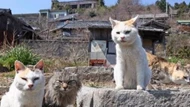Có một hòn đảo ở Nhật Bản, nơi có hàng chục nghìn con mèo sinh sống, ngoài việc bắt chuột còn có thể bắt cá