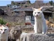 Có một hòn đảo ở Nhật Bản, nơi có hàng chục nghìn con mèo sinh sống, ngoài việc bắt chuột còn có thể bắt cá