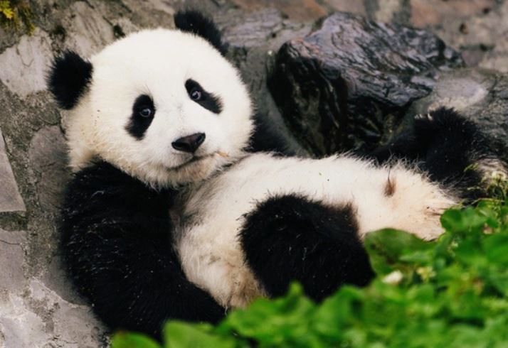 Loài động vật ngay cả sư tử cũng không dám động tới: Vẻ ngoài khiến nhiều người bị mắc lừa!