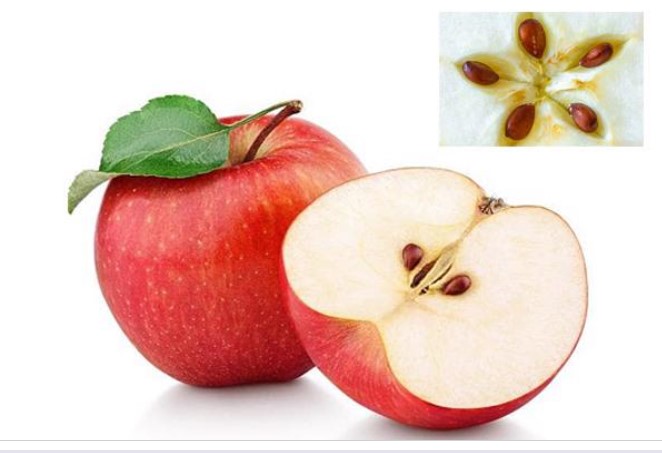 Những loại quả có hạt chứa chất độc tự nhiên cần thận trọng khi ăn