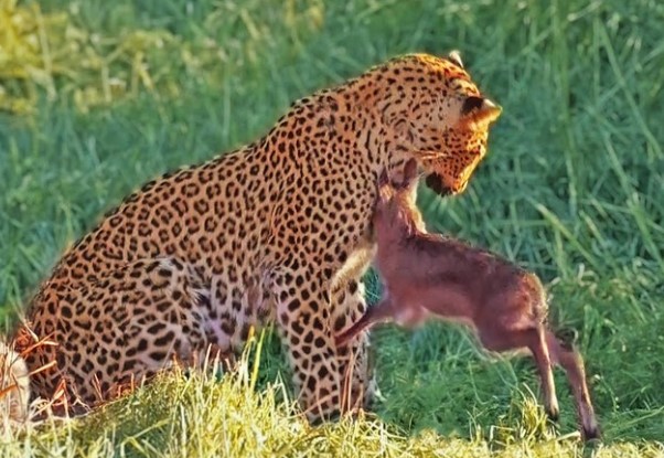Clip: Nỗ lực sinh tồn bất thành của chú linh dương bé nhỏ trước "cái bóng" báo hoa mai quá lớn