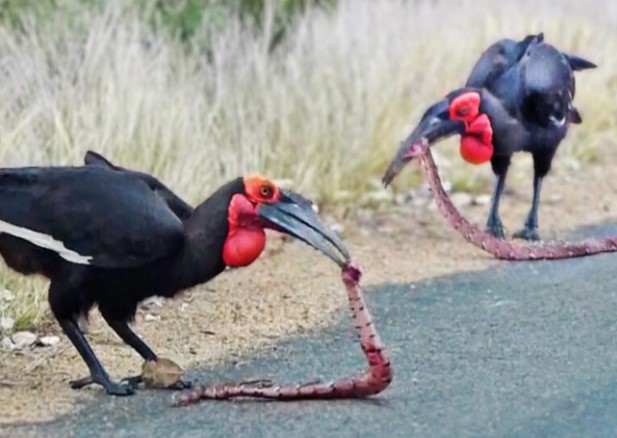 Clip: Đang hân hoan trong "vũ điệu" giao phối, cặp đôi rắn hổ mang bị kẻ thù bất ngờ tập kích